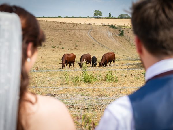 Adam and Abbey’s wedding at Tottington Manor – couple watching cows in the field