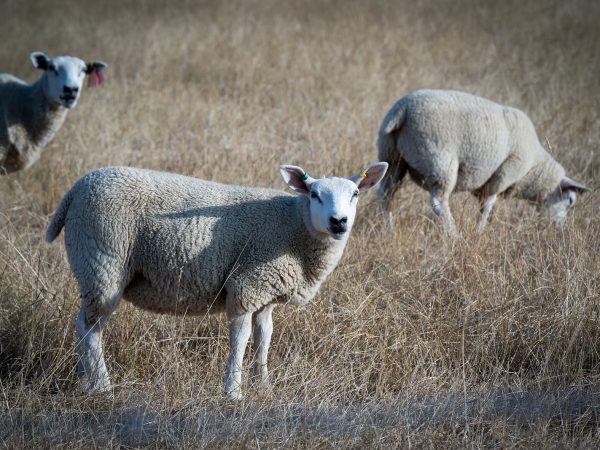Adam and Abbey’s wedding at Tottington Manor – sheep in a nearby field
